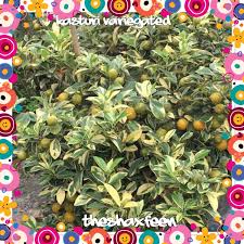 Untuk mengeluarkan hasil yang optimum ia memerlukan cahaya matahari yang secukupnya untuk menggalakkan pembungaan. Theshaxfeen Pokok Limau Kasturi Variegated Batik Shopee Malaysia
