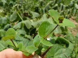 Image result for Vandellia diffusa