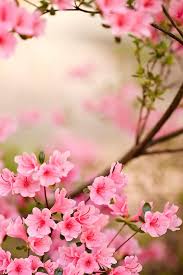 Spring Flowers Iphone Wallpaper Hd Spring Flowers Wallpaper Azalea Flower Pink Azaleas