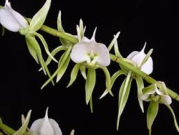 Image result for Angraecum chamaeanthus