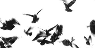 Colorful Birds Flying In The Sky Gif Https Encrypted Tbn0 Gstatic Com Images Q Tbn 3aand9gcsjoc7sh 2adh2zhrn08inapxhyzlc7agnecg Usqp Cau