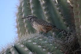 Then mainly occur around the tropics of cancer and capricorn, 23 degrees n and s, these zones have the largest diversity. Blog Birds And Blooms