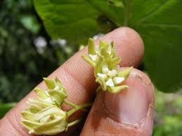 Image result for Cynanchum orangeanum