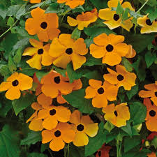 Pruning and training your climbing rose. 30 Best Climbing Plants For All Gardens