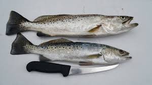 Maybe you would like to learn more about one of these? Which One Has Worms Catch Clean Cook Speckled Trout Fish Tacos Youtube