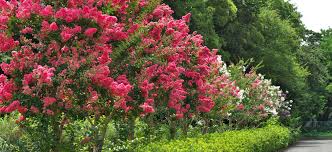 Buy crape myrtle trees and shrubs online with delivery right to your door. The Bold Beautiful Crape Myrtle