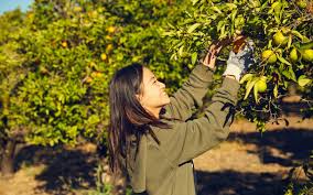 Food forward helps bridge the gap and make surplus greens available to all! A Local Nonprofit Just Reached An Incredible Milestone In Its Fight Against Food Waste Los Angeles Magazine