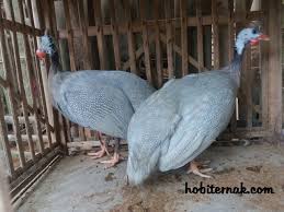 Jual Ayam Mutiara Silver Dari Anakan Hingga Indukan Siap Produksi