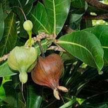 Image result for Barringtonia asiatica