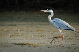 Check spelling or type a new query. Delta DunÄƒrii