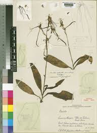 Image result for Bonatea pulchella