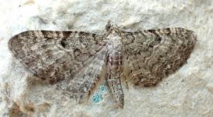 Image result for Eupithecia subfuscata