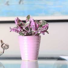 We did not find results for: 31 Pretty Pink Houseplants Best Pink Indoor Plants