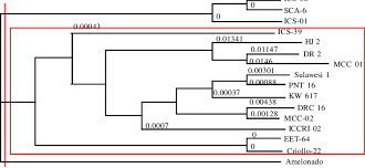 phylogenetic chart of several cocoa genotypes based on the