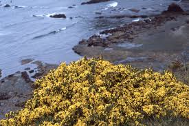 Image result for Ulex