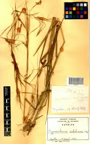 Image result for Hyparrhenia subplumosa