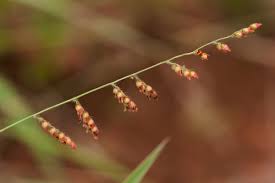 Image result for Urochloa serrata