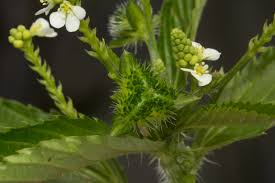 Image result for Caperonia fistulosa