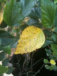 More images for hibiscus has yellow leaves » Desperate For Help Blisters And Or Black Spots On The Underside Of Leaves