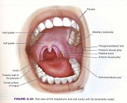 Image result for tonsilla palatina