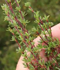 Image result for Cliffortia nitidula