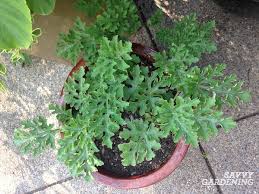 You can grow watermelons either from the seeds or from nursery bought how to plant watermelon: Growing Watermelon In Containers From Seed To Harvest