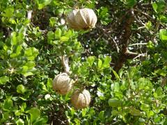 Image result for Garcinia volkensii