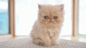 Exotic Longhair Persian Cat 2025