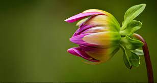 We did not find results for: 40 Beautiful Flower Wallpapers For Your Desktop Mobile And Tablet Hd Wallpapers