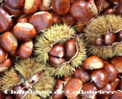 Chataigne Et Marron En Provence Agriculture Dans Le Var