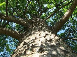 Image result for Ceiba