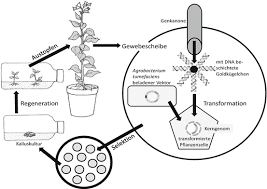 Genkanone vorgang,gene gun,genkanone gentechnik,biolistische transformation,partikelkanone gentechnik,mikroinjektion gentechnik,protoplastentransformation. Biotechnologie Und Synthetische Biologie Springerlink