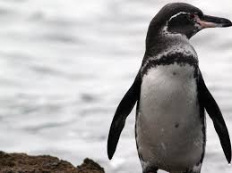 Humans have been instrumental in the extinction of several species of animals both on land and at sea. Galapagos Penguin Species Wwf