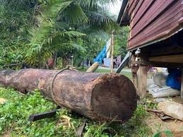English (us) · español · português (brasil) · français (france) · deutsch. Kayu Balak In English Kayu Balak Logging Solomon Island Youtube Savesave Kayu Balok For Later Nyaman