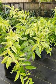 Image result for Agarista