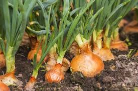 Check spelling or type a new query. What To Do With Onions Garlic And Shallots Knights Garden Centres