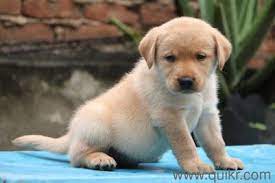 Labrador puppies for adoption in mumbai. Free Dog Adoption In Mumbai