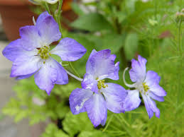 Pretty Larkspur Flowers Flower Meanings Pictures And Photos Larkspur Flower Flower Meanings Larkspur