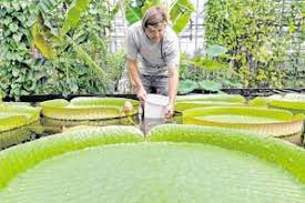 Vierzig Jahre Botanischer Garten Waz De