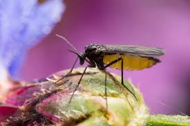 Small black bugs with wings ask an expert via ask.extension.org. 8 Different Types Of Gnats Home Stratosphere