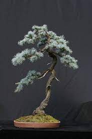Click on image to see bonsaioutlet.com selection for outdoor trees. Blue Atlas Cedar Bonsai Tree Indoor Bonsai Tree Bonsai Tree Types