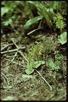 Image result for Liparis rungweensis