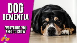 Dog brain structure tumor, games, size dog brain structure and intelligence dog. Dog Dementia Symptoms Treatments More Tractive Blog