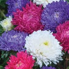 Aster Milady Mix Seeds Clusters Of Blooms Are Displayed On Compact Plants In A Mix Of Colours Perfect For Beds An Flower Seeds Aster Flower Summer Flowers