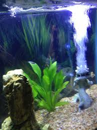 My Fish Tank Just Got Bubbler Bubbler Fish Tank Fish