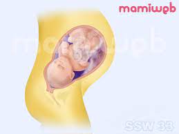 33 Schwangerschaftswoche 33 Ssw Mamiweb De