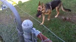 An invisible fence* system can cost almost $2,000. Diy Electric Fence For Dogs Cheap Online