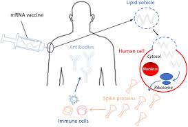 Other commonly reported side effects include fever, fatigue, muscle aches or headache, but these are usually mild and resolve in a few days. The Safety Of Covid 19 Mrna Vaccines A Review Patient Safety In Surgery Full Text