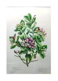 Image result for Syzygium cordatum