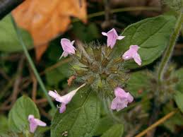 Image result for Clinopodium uhligii
